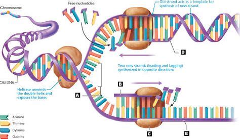 12 Biology Diagrams ideas | biology diagrams, biology, cell diagram