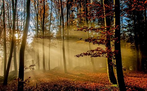 nature, Landscape, Sunrise, Sun Rays, Forest, Fall, Leaves, Mist ...