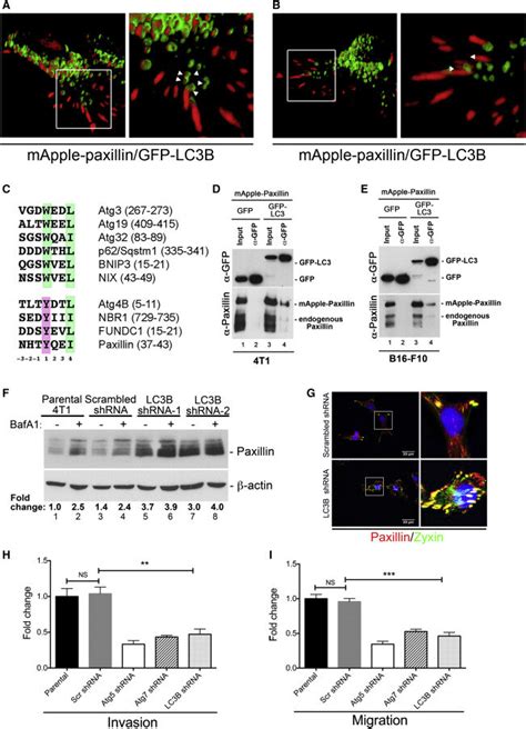 Paxillin Co-localizes with Autophagosomes | Download Scientific Diagram