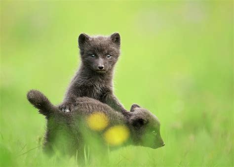 Arctic Fox cubs playing in a meadow Photograph by Giedrius Stakauskas