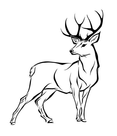 Deer Drawing at GetDrawings | Free download