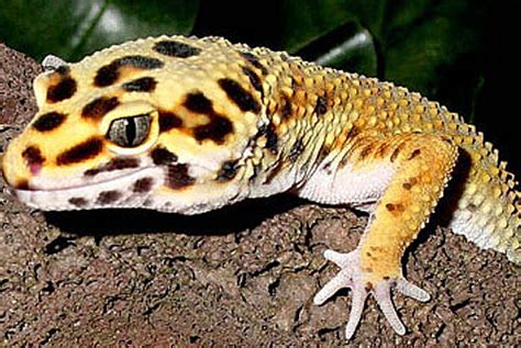 Leopard Gecko - Bright Spotted Desert Lizard | Animal Pictures and ...