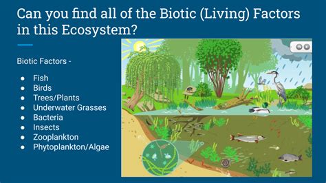 Abiotic vs. Biotic Factors in an Ecosystem | James River Association