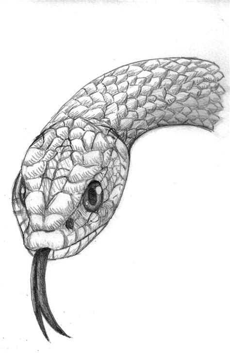 Snakes Drawings