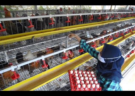 Peternakan Ayam Kampung Petelur Di Bogor | ANTARA Foto