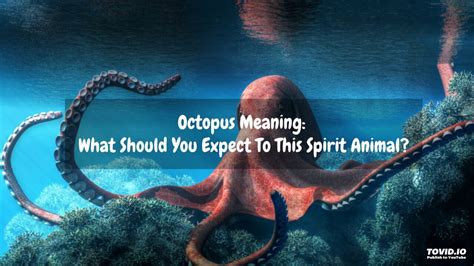 Octopus Meaning: What Should You Expect To This Spirit Animal? - YouTube