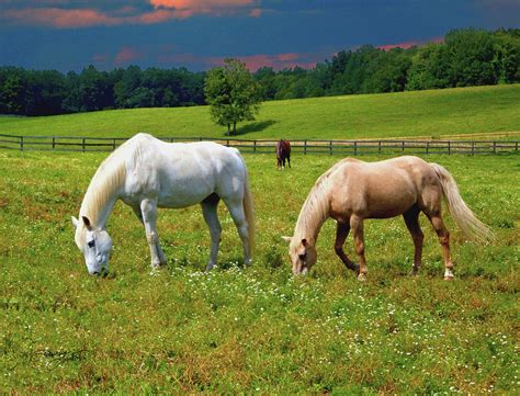 Grazing Horses in Flower Meadow Photograph by Daveda Lamont-Tadeushuk ...