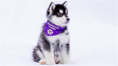 The University of Washington’s Mascot, Dubs — Star of the Show & Family