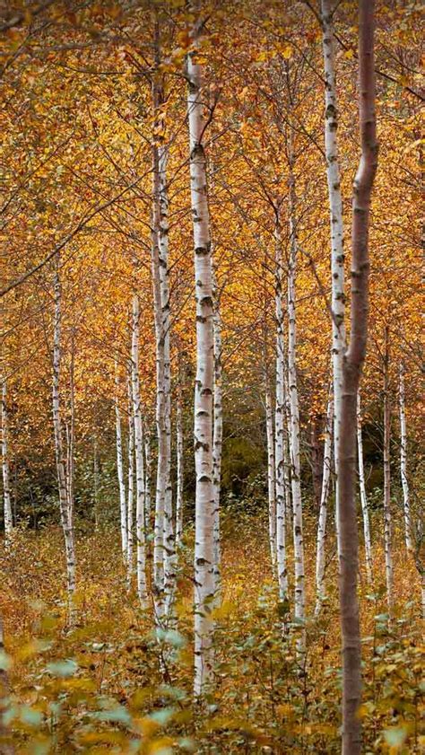 Bing HD Wallpaper Nov 9, 2023: Birch trees, Drammen, Norway - Bing ...