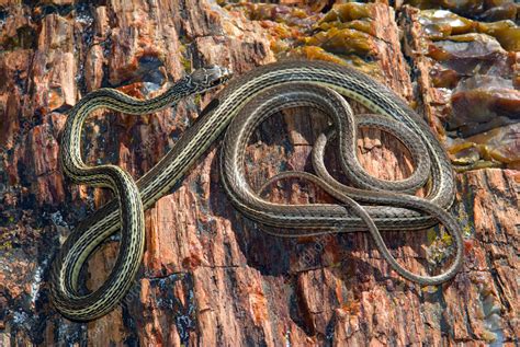 Striped Whipsnake - Stock Image - F031/3281 - Science Photo Library