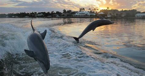 Natural habitat, family friendly outings make dolphin cruises great option