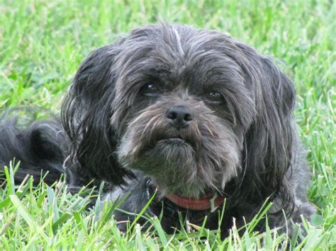 Affenpinscher Breed Guide - Learn about the Affenpinscher.