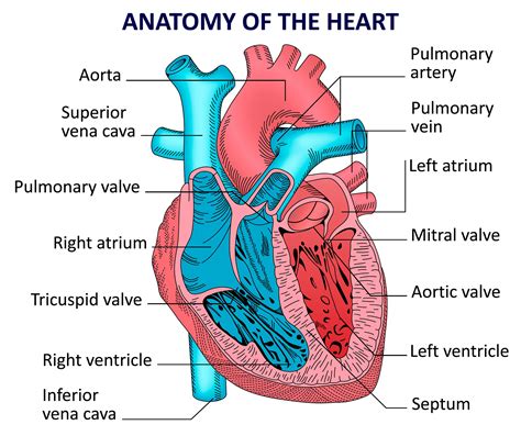 Human heart anatomy. Vector diagram in 2021 | Heart anatomy, Human ...