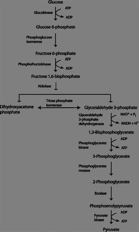 40+ Glycolysis Pathway Diagram - SalonaLuca