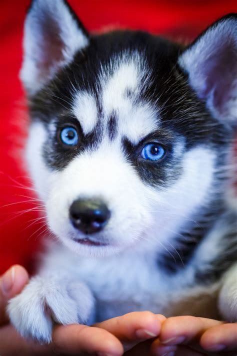 Siberian husky puppy with blue eyes #siberianhusky | Puppies with blue ...