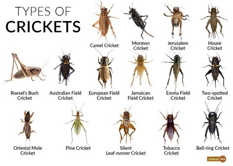 Cricket Insect - HWH Planner