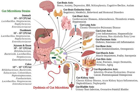 Frontiers | Human gut microbiota in health and disease: Unveiling the ...