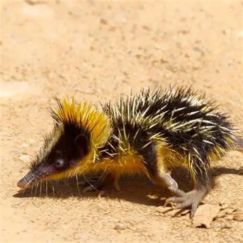 Lowland Streaked Tenrec - Facts, Diet, Habitat & Pictures on Animalia.bio