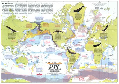 The Great Whales, migration and range - National Geographic (1976 ...