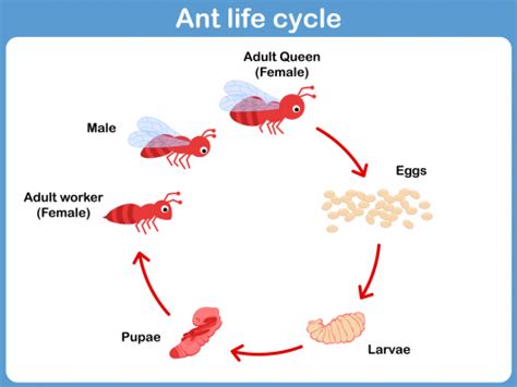 Life Cycle Of An Ant