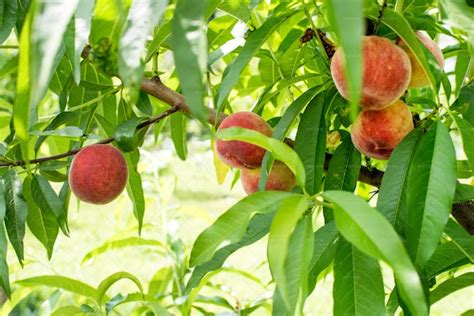 Peaches On A Tree - Stock Photos | Motion Array