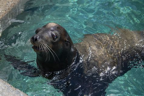 Rescued sea lion finds new home - Point Defiance Zoo & Aquarium