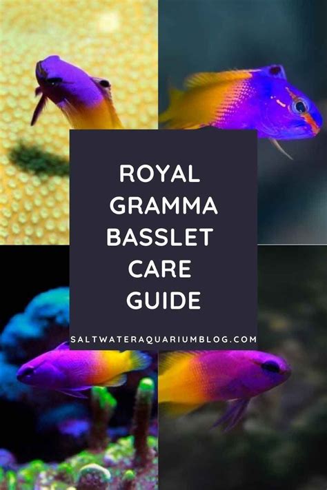 Royal gramma care guide fish description facts tank mates – Artofit