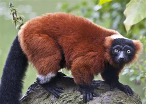 Red Ruffed Lemur Facts, Diet, Habitat, Pictures