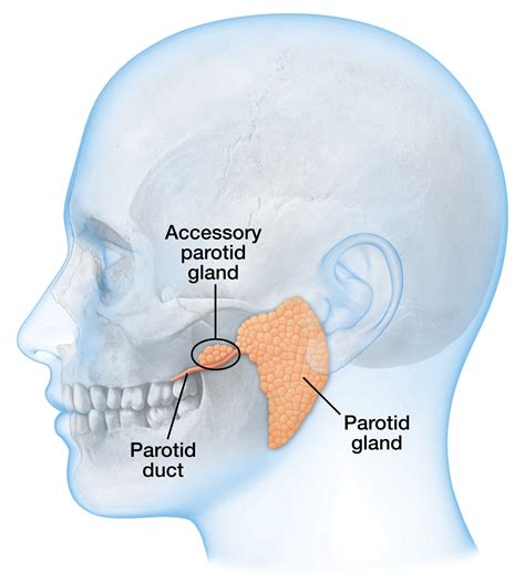 Medical Images | Art & Science Graphics