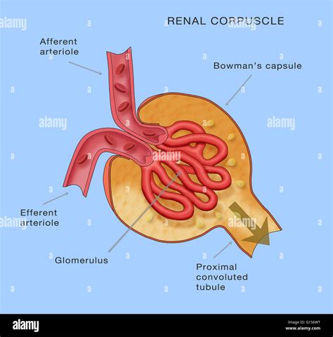 Renal Corpuscle. Kidney glomerulus anatomy. Diagram shows the afferent ...