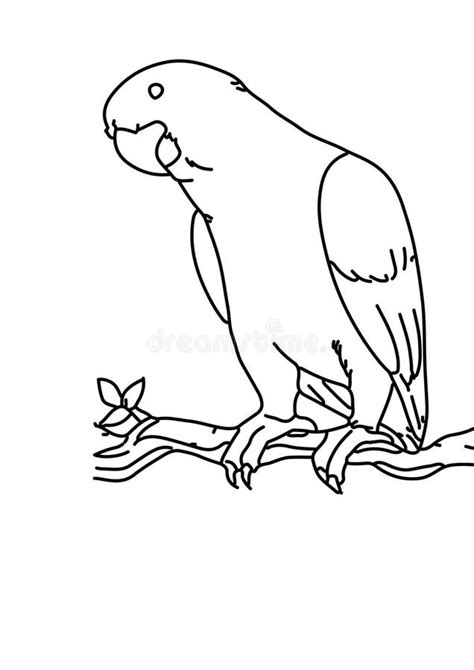 Parrot Black and White Lineart Drawing Illustration. Hand Drawn Lineart ...