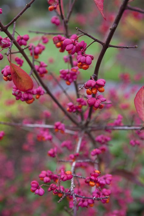 Euonymus europaeus | Autumn garden, Winter garden, Small gardens