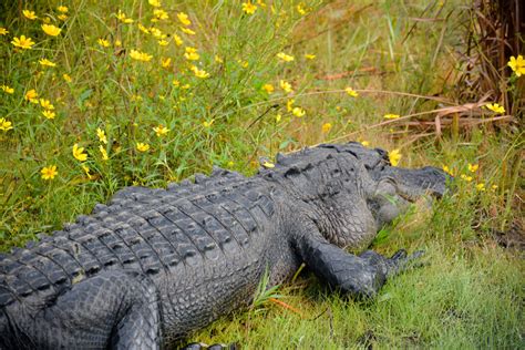 Okefenokee National Wildlife Refuge: A Visit to the Swamp