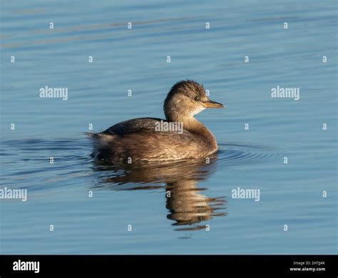 Little grebe (Tachybaptus ruficollis) in winter plumage on water Stock ...