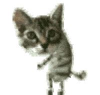 Animated Gif Dancing Cat