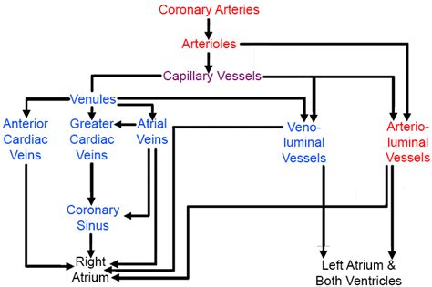 Coronary Circulation Diagram Blood Flow