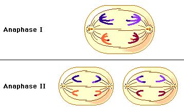 Meiosis: Comparing Anaphase I and Anaphase II | Meiosis, Biology ...