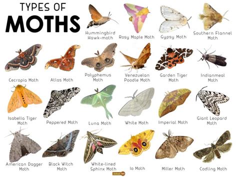 Moth Facts, Types, Classification, Habitat, Diet, Adaptations