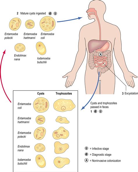 Endolimax nana - Clinical Tree