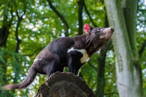 Tasmanian Devils and Devil Facial Tumor Disease (DFTD) - Owlcation