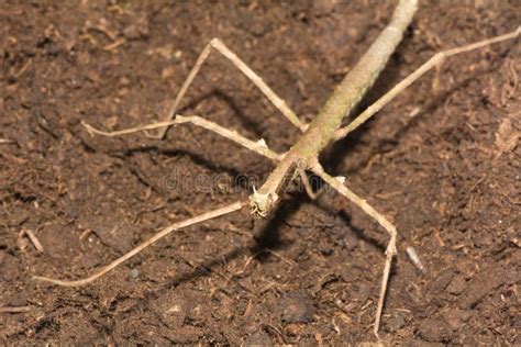 Stick Insect - Phasmatodea Stock Photos - Image: 31732243