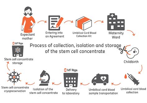 Cord blood collection | Stem cell collection