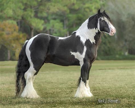 The Breed Standard & More - Gypsy Gold Horse Farm