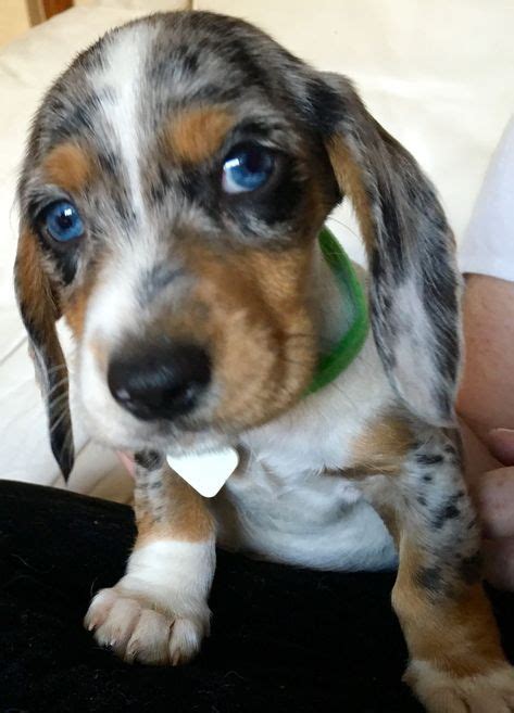 Double dapple dachshund with blue eyes OTTO x #miniaturedogbreeds ...