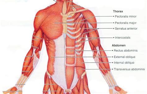 Muscles Of The Chest Abdomen And Thigh / Chest and Abdomen Muscles ...