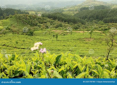 Upcountry Tea Cultivation in Sri Lanka Stock Photo - Image of ...