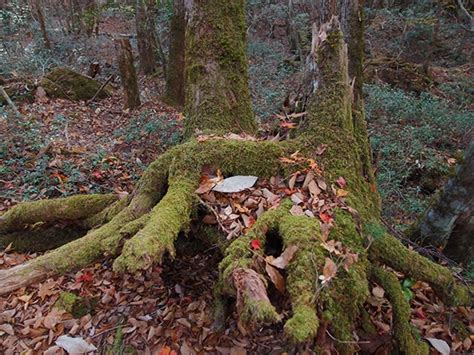 Aokigahara Forest: Japan’s Infamous Suicide Forest