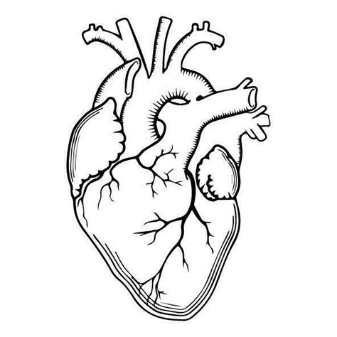 Anatomical Heart Drawing Outline - img-daisy