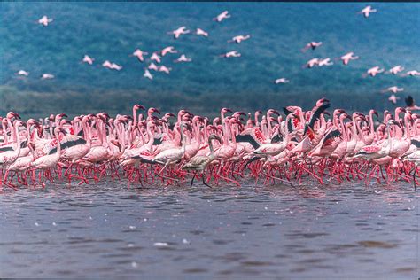 Lake Nakuru Flamingos Photograph by Jeffrey C. Sink - Fine Art America