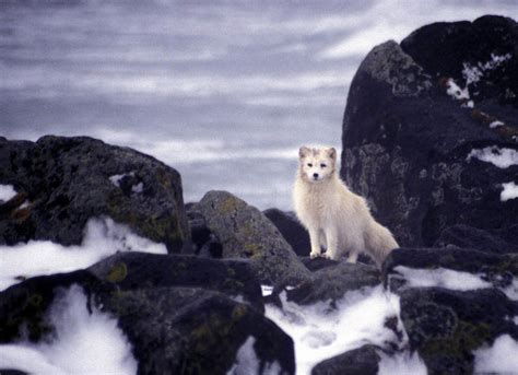 Arctic Fox (Alopex lagopus){!--북극여우-->; Image ONLY